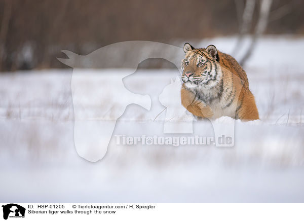 Siberian tiger walks through the snow / HSP-01205