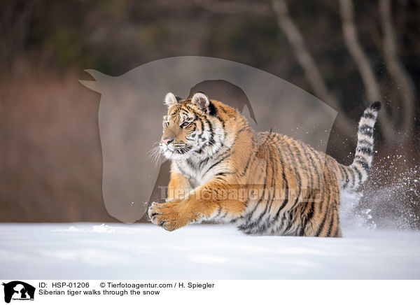 Siberian tiger walks through the snow / HSP-01206