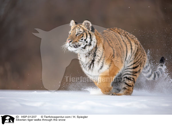 Sibirischer Tiger rennt durch den Schnee / Siberian tiger walks through the snow / HSP-01207