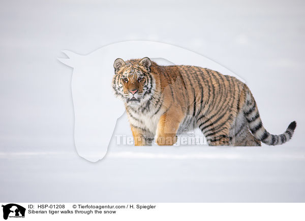 Sibirischer Tiger luft durch den Schnee / Siberian tiger walks through the snow / HSP-01208
