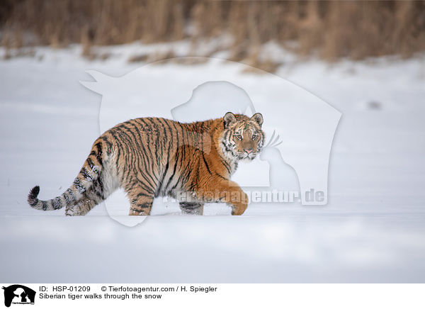 Sibirischer Tiger luft durch den Schnee / Siberian tiger walks through the snow / HSP-01209