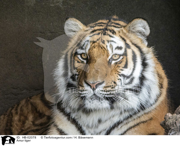 Amur tiger / HB-02078
