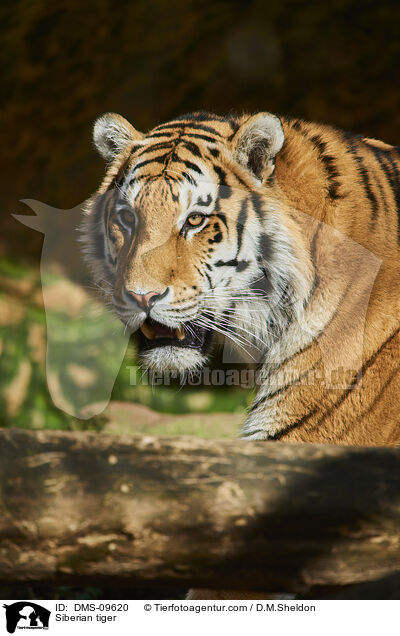 Siberian tiger / DMS-09620