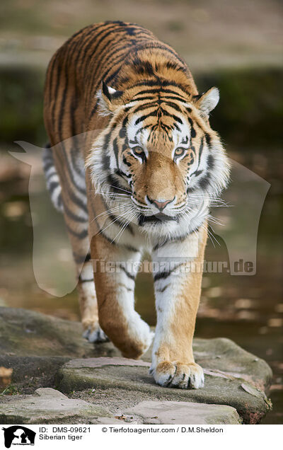 Siberian tiger / DMS-09621