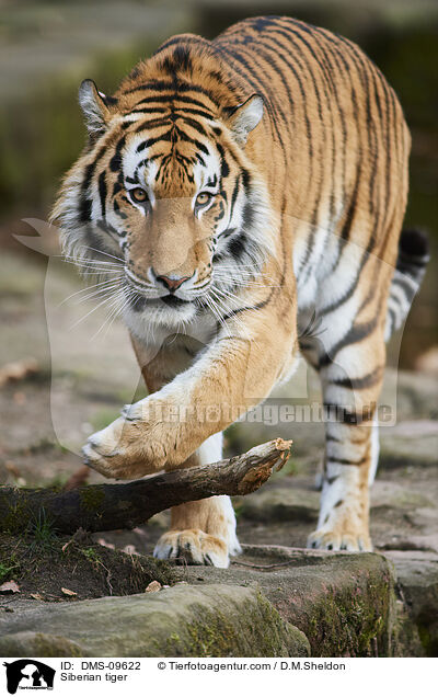 Siberian tiger / DMS-09622
