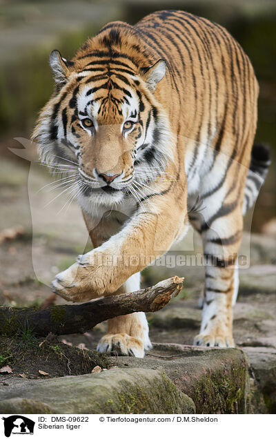 Amurtiger / Siberian tiger / DMS-09622