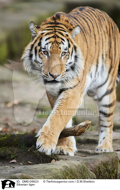 Siberian tiger / DMS-09623