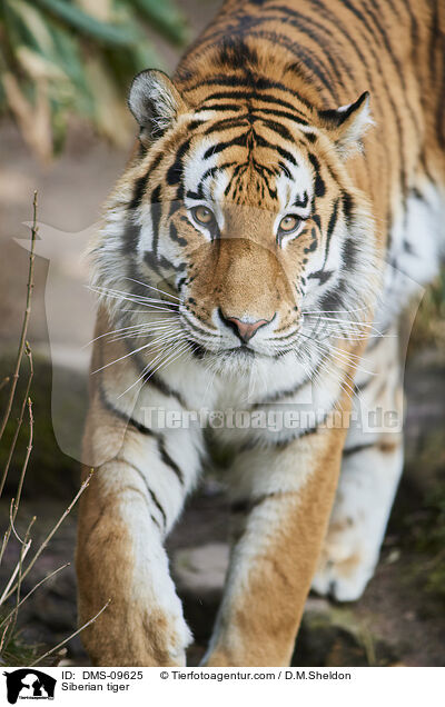 Siberian tiger / DMS-09625
