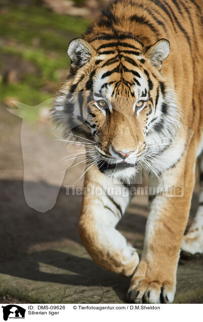 Siberian tiger / DMS-09626