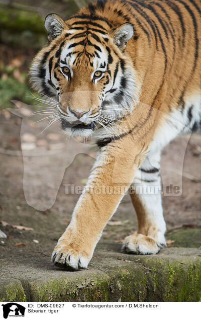 Amurtiger / Siberian tiger / DMS-09627