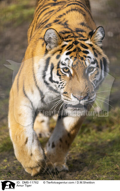 Sibirischer Tiger / Amur Tiger / DMS-11762