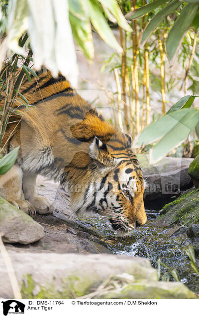 Sibirischer Tiger / Amur Tiger / DMS-11764