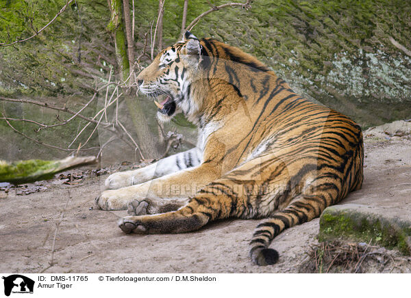 Sibirischer Tiger / Amur Tiger / DMS-11765