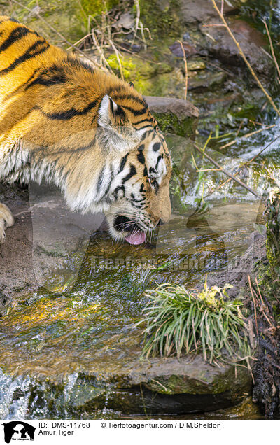 Sibirischer Tiger / Amur Tiger / DMS-11768