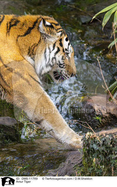 Sibirischer Tiger / Amur Tiger / DMS-11769