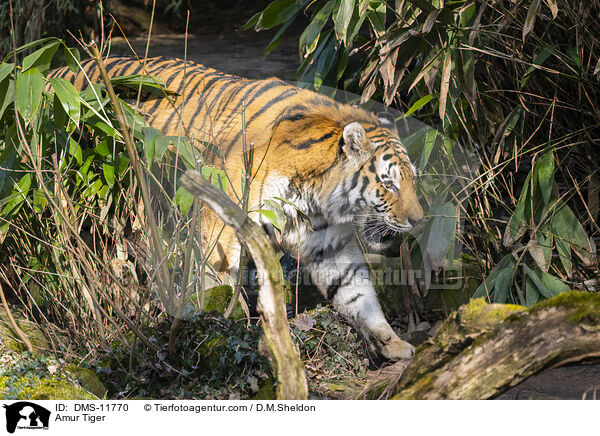 Sibirischer Tiger / Amur Tiger / DMS-11770
