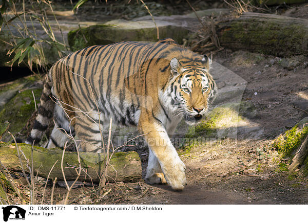 Sibirischer Tiger / Amur Tiger / DMS-11771
