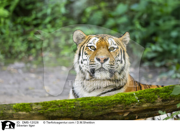 Sibirischer Tiger / Siberian tiger / DMS-12028
