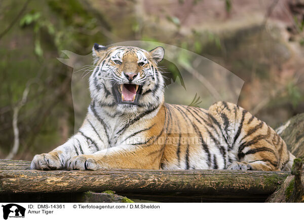 Amurtiger / Amur Tiger / DMS-14361