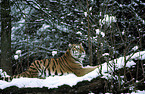 Siberian Tiger