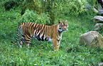 Sumatran Tiger