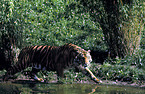 Sumatran Tiger