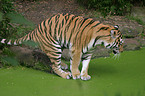 amur tiger