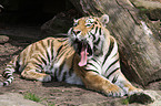 amur tiger