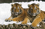 Amur tigers