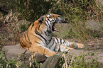 Amur tiger