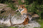 Amur tiger