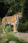 Amur tiger