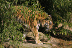 Amur tiger