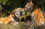 Amur tigers