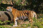 Amur tiger