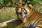 Amur tiger