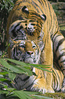 pairing amur tigers