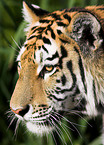 Amur tiger