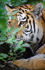 Amur tiger