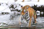 Siberian tiger