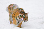 Siberian tiger