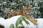 Siberian tiger