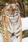 Siberian tiger