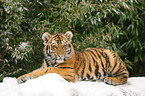 Siberian tiger