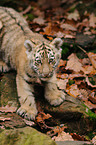 Siberian tiger