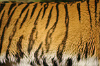 Siberian Tiger