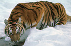 Siberian tiger