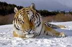 Siberian tiger