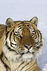 Siberian tiger