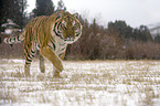 Siberian tiger